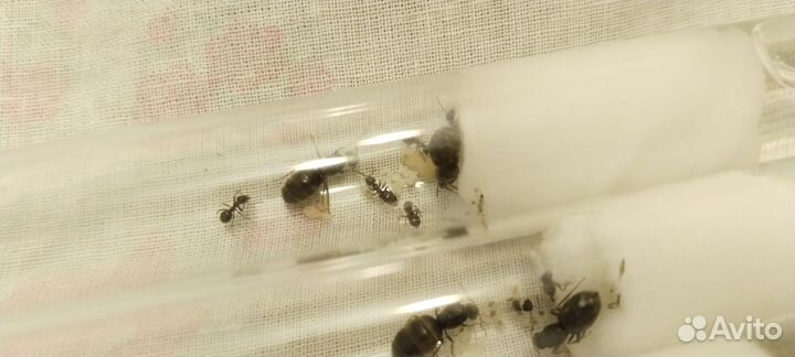 Муравьи Lasius Niger