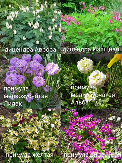 Многолетники