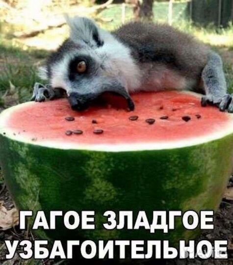 Арбуз сахарный малыш, конго