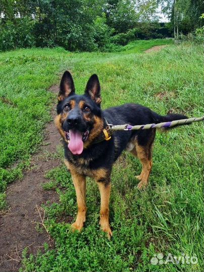 Собака пёс из приюта