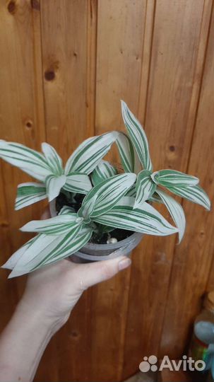 Традесканция белая, розовая, зебрина, сеткреазия