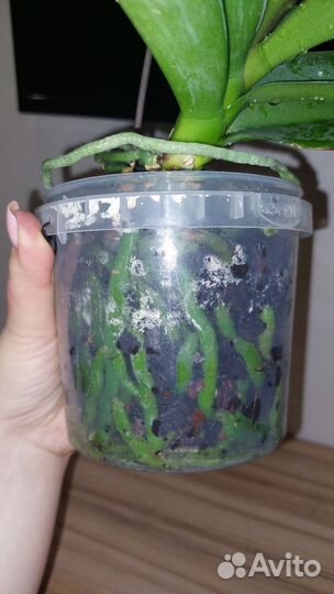 Орхидея фаленопсис