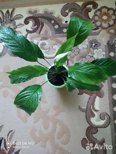 Спатифиллум