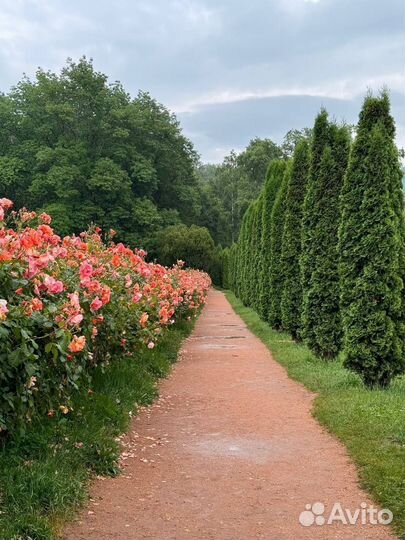 Аренда авто с водителем и без, минивэн 10 мест