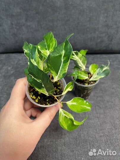 Фикус керли