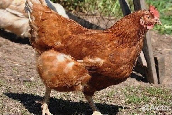 Куры несушки Ломан браун