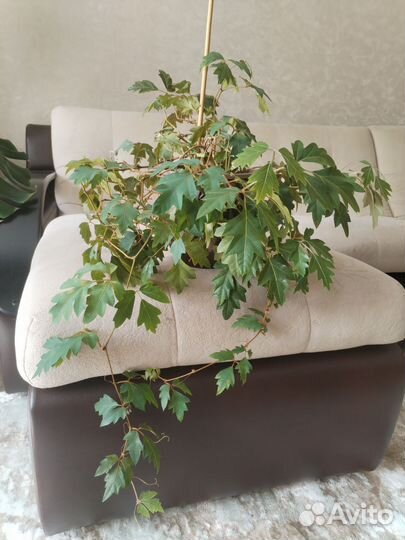 Циссус березка