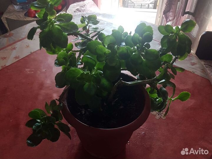 Каланхоэ цветущий