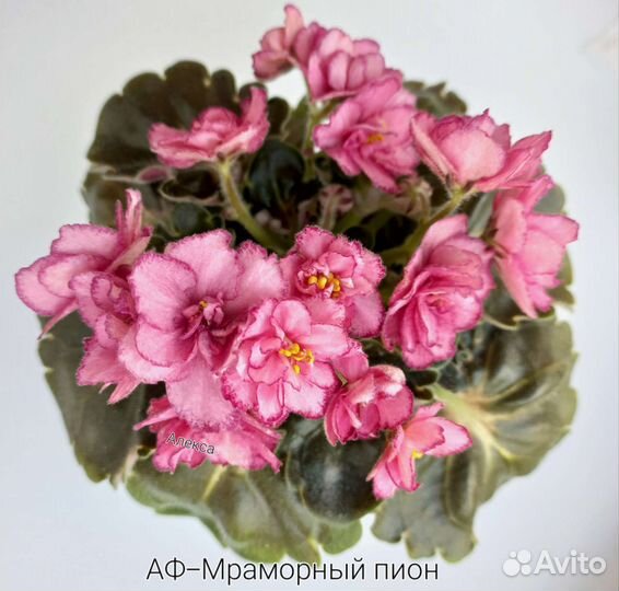 Сортовые фиалки список