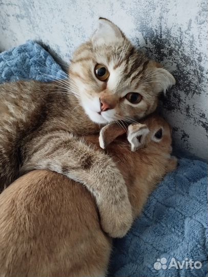 Декоративные кролики