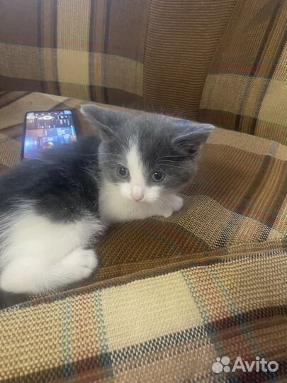 Отдам котят