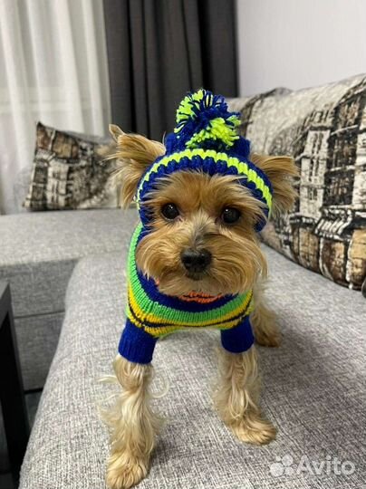 Вязаные кофты и шапки для собак