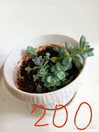 Комнатные цветы (кактусы, суккуленты)