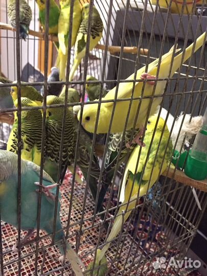 Волнистые попугаи