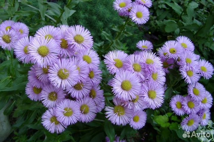 Продажа растений