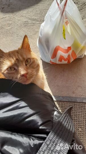Рыжий котик в добрые руки