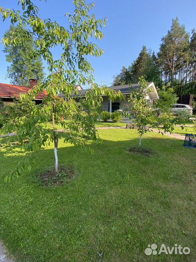 Покс травы, стрижка газона, расчистка участка