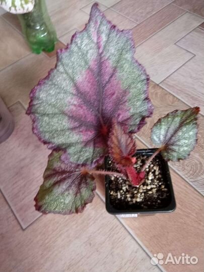 Бегония декоративно лиственная