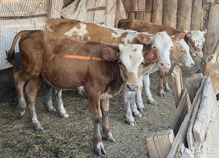 Телята (бычки и телки)