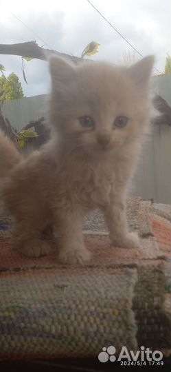 Котята в добрые руки даром