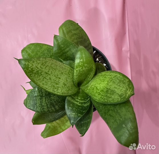 Сансеиверия