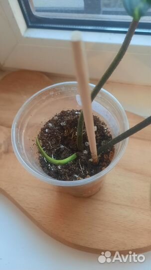 Филодендрон magic mask