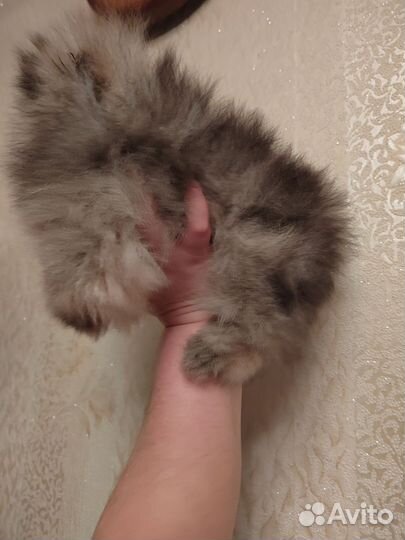 Шпицульки,настоящие мишки