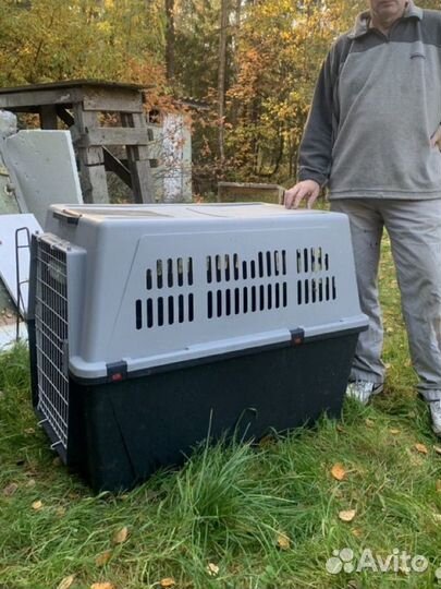 Аренда переноски iata