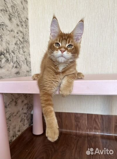 Мейн-кун котята