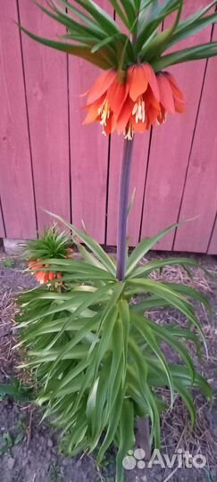 Рябчик императорский