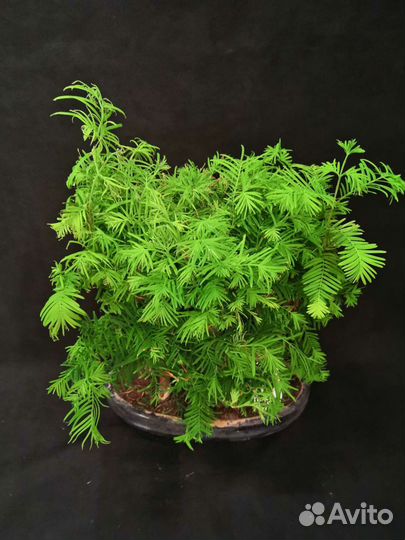 Дерево бонсай метасеквойя 30/40