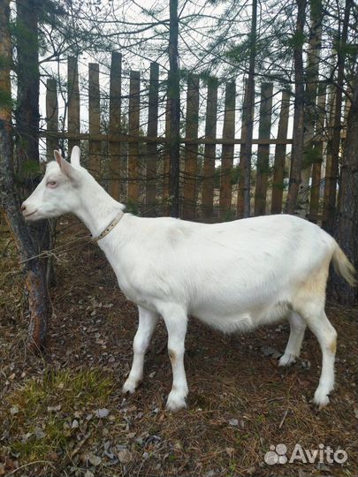 Зааненские козы племенные