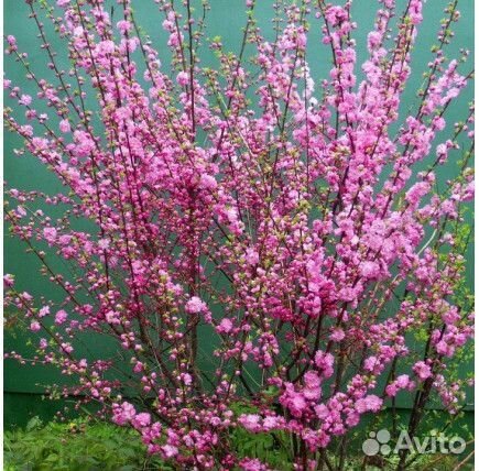 Многолетние растения декоративные