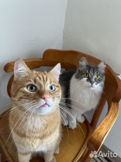 Кошка и кот