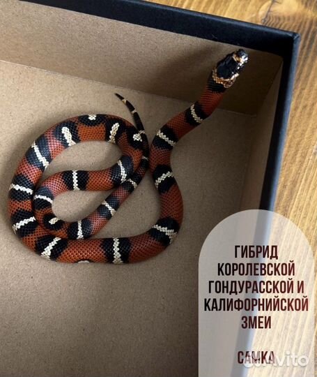 Королевская змея