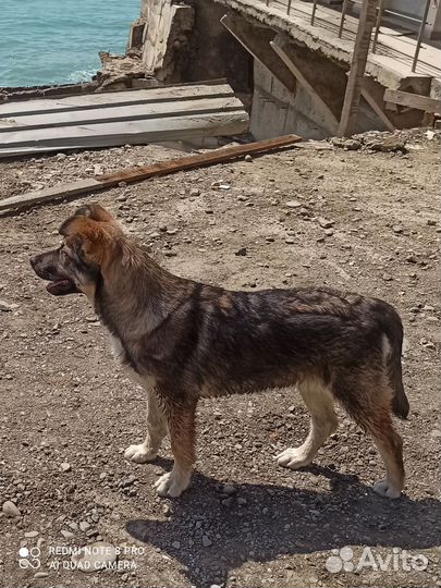 Щенок в добрые руки. Девочка