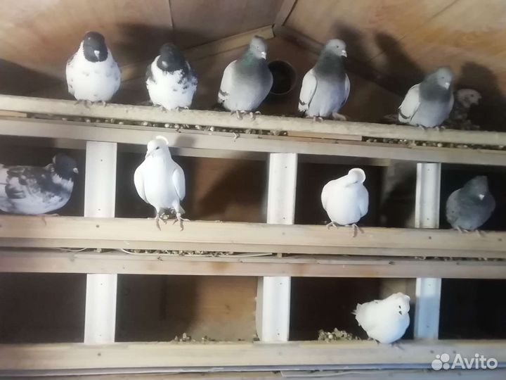 Голуби на продажу и свадьбу