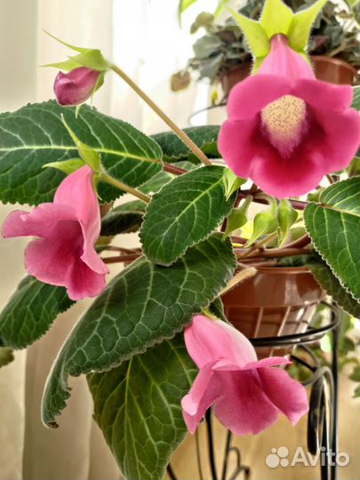 Фиалки,глоксинии