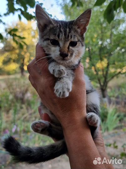 Котенок девочка в добрые руки