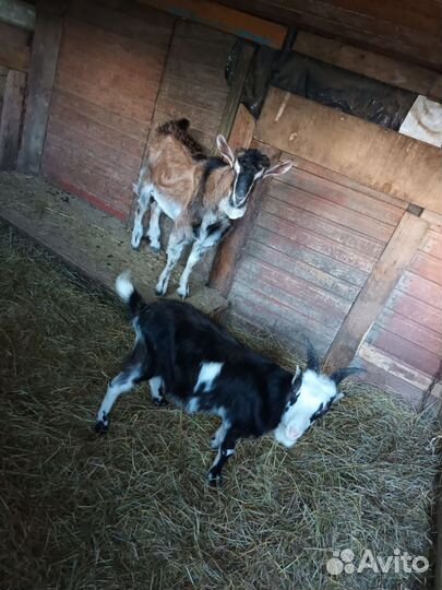 Альпийский козёл и ламанчи