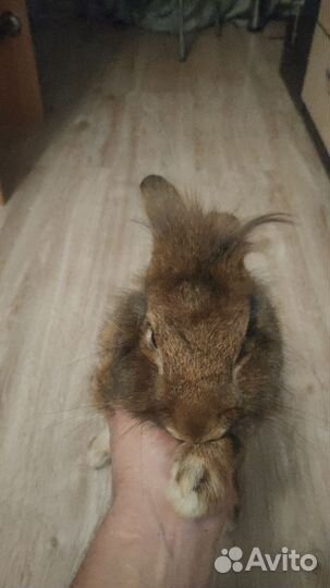 Декоративные карликовые кролики с клеткой