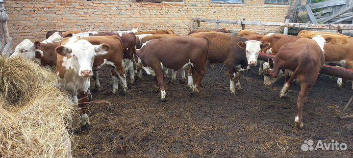 Быки герефорды