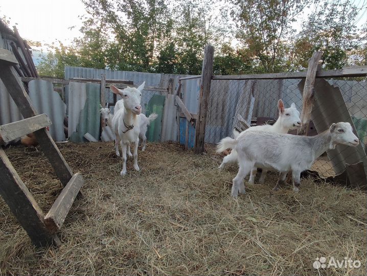 Коза дойная