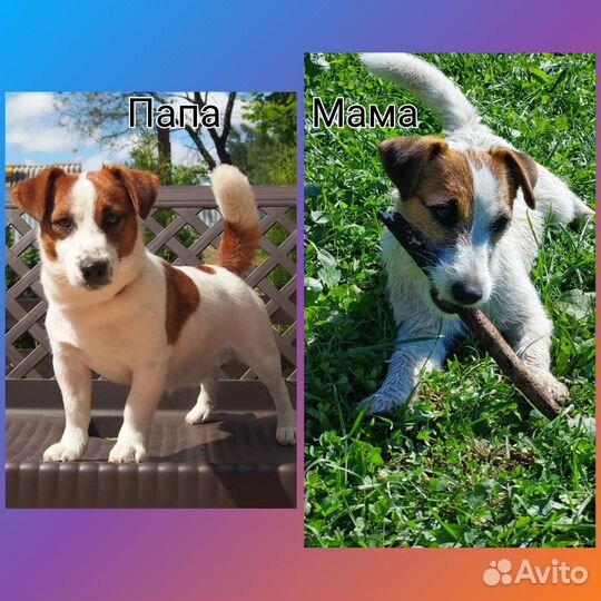 Щенки мини Джек Рассел терьера РКФ