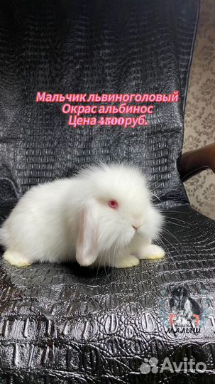 Карликовый вислоухий кролик