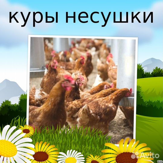 Куры несушки в адрес