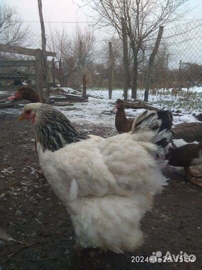 Петухи и куры брама