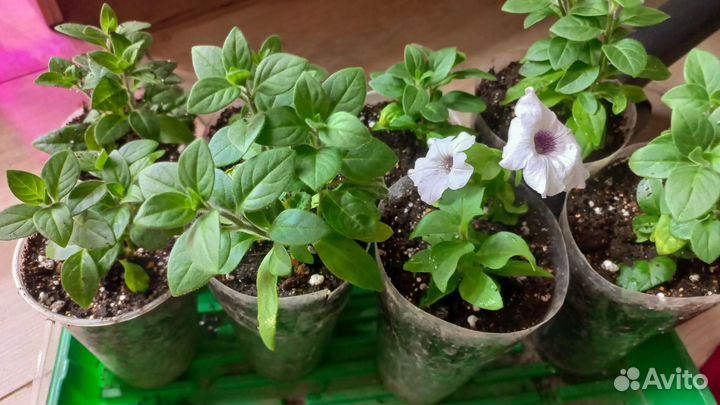 Продам рассаду