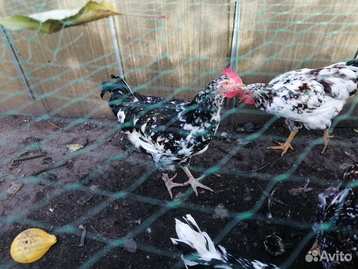 Петухи Ливенская ситцевая