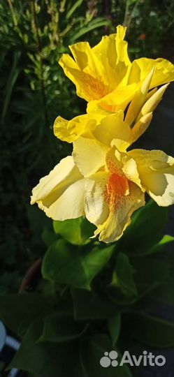 Цветы канны